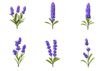 Fototapeta premium Lavender flowers collection, six stylized lavender plants with purple blooms and green leaves, arranged in a grid pattern., isolated on transparent background, png