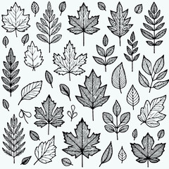 Fototapeta premium Illustrator Artwork, Hand Drawn Vintage Sketch Drawing, green leaves Line Art, Plants Collection branches Floral elements, set of Botanical Illustration Outline four leaf clover, Black And White leave