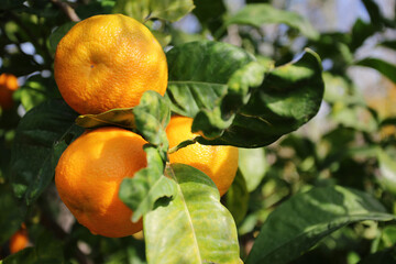 Orange fruit on the mother plant in garden