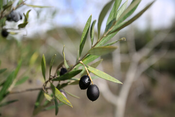 Olive tree with olives in organic farm
