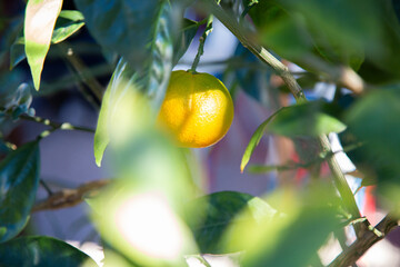 A bright yellow fruit is hanging from a slender tree branch