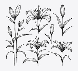 Adobe Illustrator Artwork, lilies sketch, lily flower, set of flowers vector, illustration outline, black and white line art, lineart, Simple line drawing. Hand drawn illustration. 
