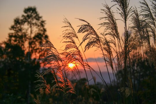 夕日に照らされるススキ