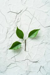 A delicate green sapling with two vibrant leaves breaking through a white, cracked surface. The scene symbolizes growth and hope, perfect for eco-friendly campaigns or motivational themes.