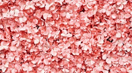 Fototapeta premium A Stunning Display of Delicate Pink Hydrangea Petals