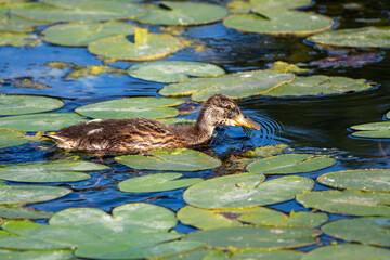 Wild duck on the water, summer nature.