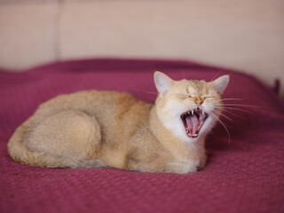 Beautiful short hair cat at home at sofa after sleep. Adorable domestic pet concept.