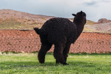 Black alpaca defecating in the Andes mountain range surrounded by green vegetation and cloudy sky