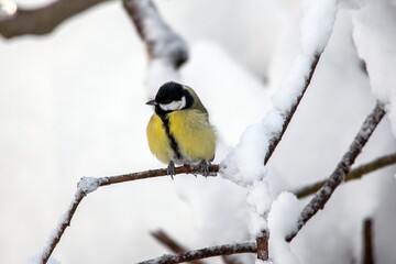 Naklejka premium Bird Titmouse in the Munich city park in winter on the branches with snow