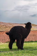 Black alpaca defecating in the Andes mountain range surrounded by green vegetation and cloudy sky
