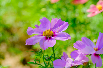 Obraz premium 美しいピンクのコスモスの花