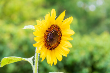 ひまわりのアップ写真