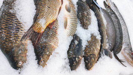 Carp fresh fish on ice in a food market