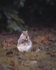 Autumn Squirrel eating a delicious nut in the autumn grass