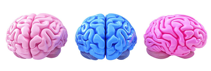 Colorful brains, pink and blue, three-dimensional representation, abstract design, smooth texture, artistic display, isolated on transparent background, png