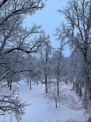 trees in the snow