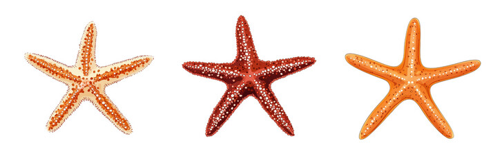 Starfish collection showcasing three distinct colors and patterns. Unique textures and shapes highlight marine life diversity., isolated on transparent background, png