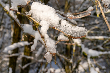 Closeup of snow on the branches of a tree. Some of it is melting during the day.