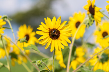 ひまわりの中心で蜜を集めるミツバチ