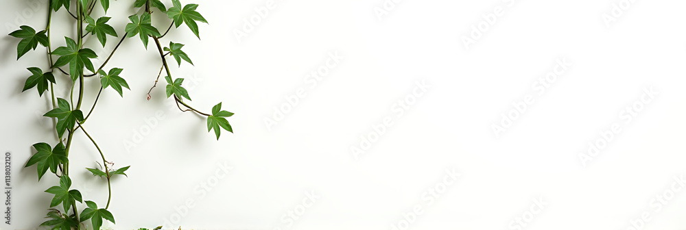 Poster simple image of a vine growing up a white wall leaving plenty of empty space for text overlay to be 