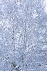 Fototapeta premium Beautiful winter single birch tree covered with snow peaceful background