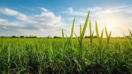 Fototapeta premium Exploring exponential smoothing techniques for effective analysis of data trends.