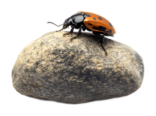 Bug on stone isolated on a transparent background