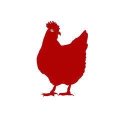 chicken illustration
