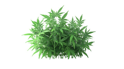 Fototapeta premium green grass isolated on white