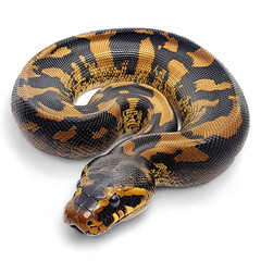 Obraz premium anaconda Animal On Transparent background
