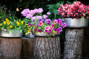 A collection of vibrant potted flowers is resting atop tree stumps