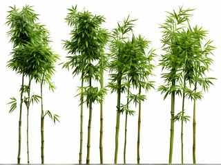 bamboo isolated on white background