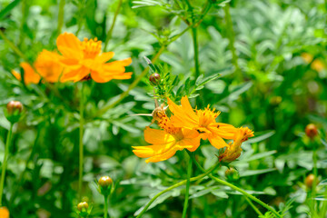 黄色いコスモスと緑の葉