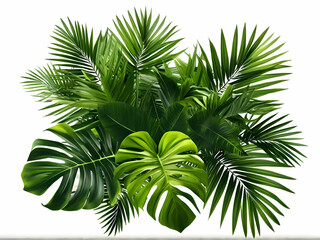 palm tree isolated on white background