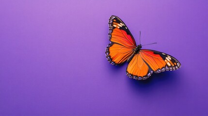 Obraz premium Colorful butterfly perched on vibrant purple background showcasing the beauty of insects in nature and their delicate features.