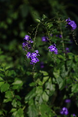 Duranta  garden plant flower botany