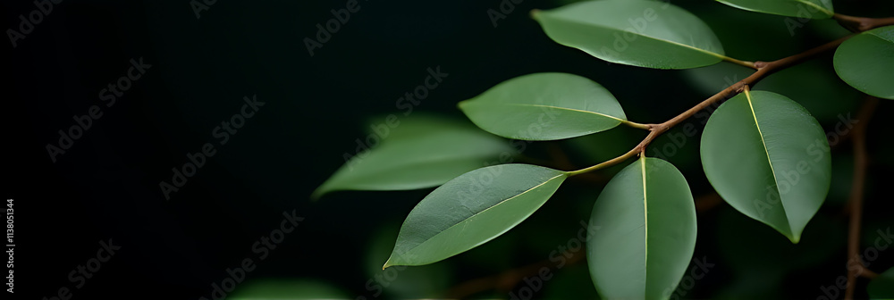 Poster eucalyptus leaves are selectively focused against a dark backdrop for use in decorative arrangements