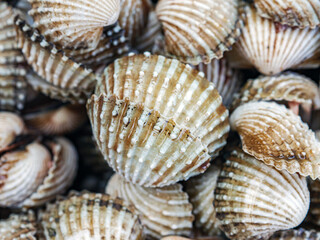 Cockle shell background Top view, Close-up of cockling, cockles, fresh food