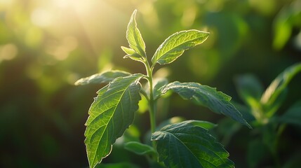 Fresh green plants in sunlight