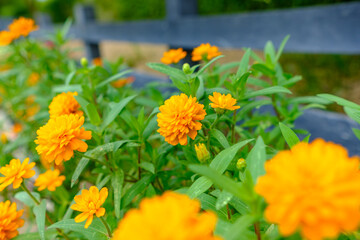 鮮やかなオレンジ色のジニア