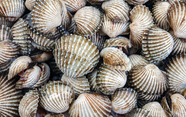 Cockle shell background Top view, Close-up of cockling, cockles, fresh food