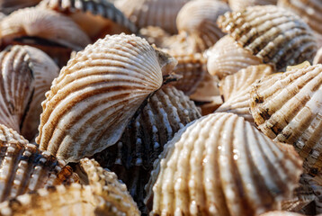 Close up of Cockle shell , abstrac cockling background cockles, fresh food