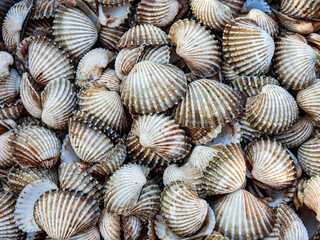 Cockle shell background Top view, Close-up of cockling, cockles, fresh food