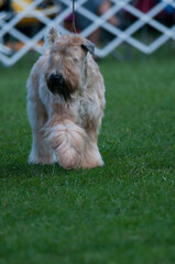 Soft Coated Wheaten Terrier walking on a field of grass