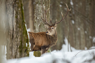 Red deer in winter forest (Cervus elaphus) Stag
