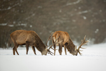 Red deer in winter forest (Cervus elaphus) Stag
