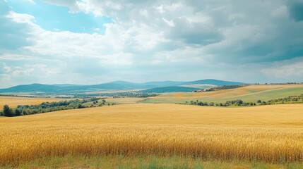 Serene landscape of golden agricultural field with ripe wheat under a dramatic cloudy sky showcasing nature's beauty and harvest season.