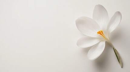 Naklejka premium Delicate white crocus flower with a vibrant yellow stamen gracefully positioned on a soft white background for floral design inspiration.