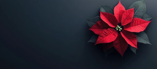 Obraz premium Vibrant red poinsettia flower against a dark background symbolizing Christmas and holiday cheer perfect for festive decorations and cards