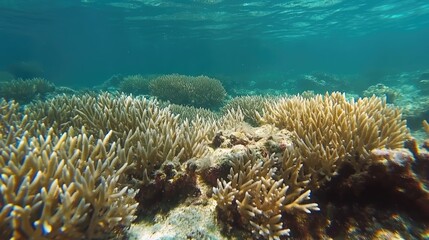 Vibrant underwater ecosystem featuring healthy hard corals amidst clear turquoise waters showcasing marine biodiversity and natural beauty.